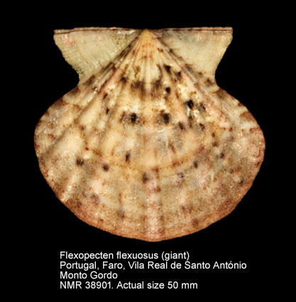 Flexopecten flexuosus (GIANT).jpg - Flexopecten flexuosus (Poli,1795)